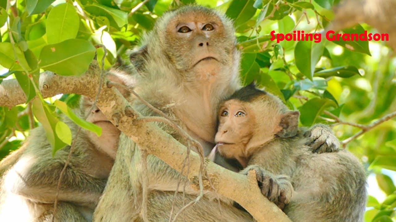 Trillions of LOVE Without Any End From Mom Monkey Malida To Spoiling Kid Martin With Million of Milk