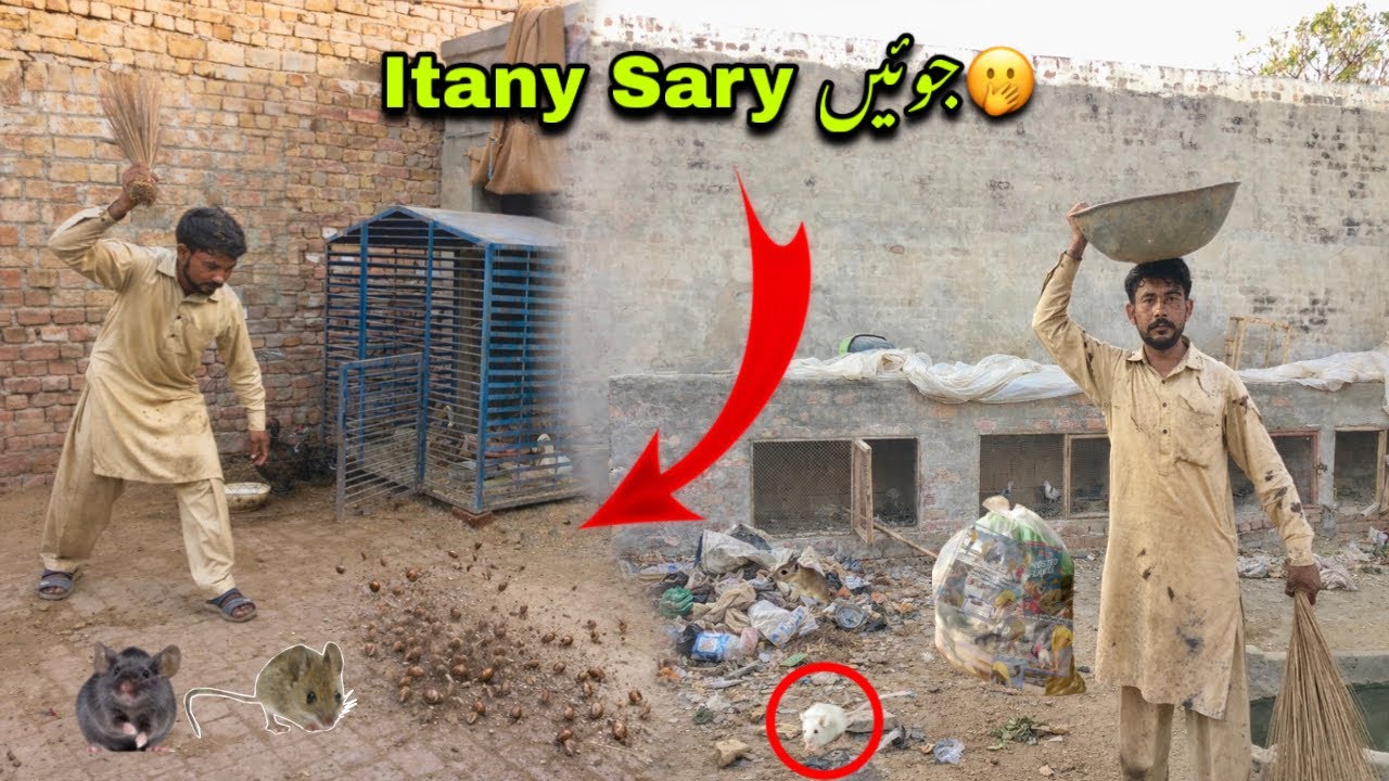 Pet House 🏡 Ma Safai ki Itany Sary جوئیں🪳kaha se ay🫢