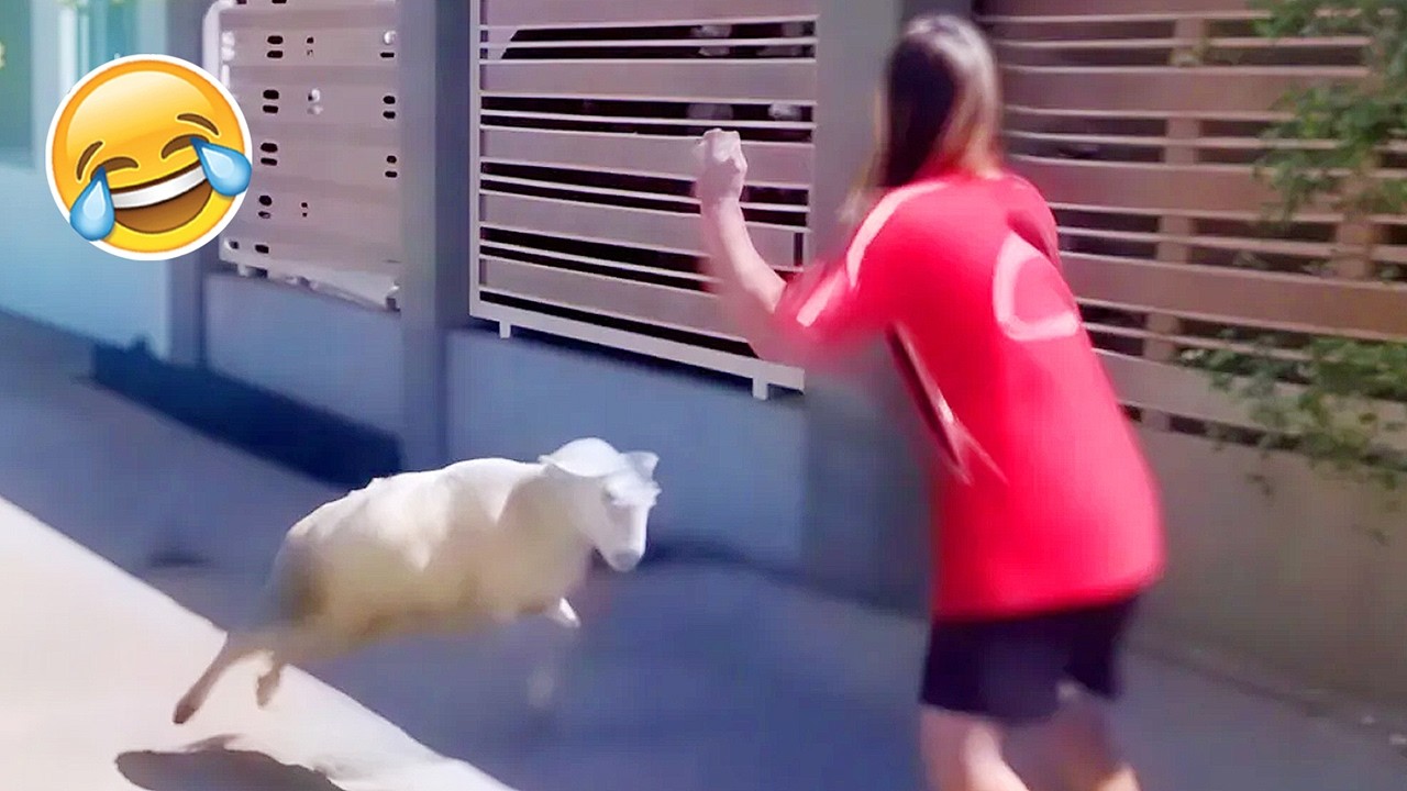 Funny Fails | Try Not to Laugh Challenge #24