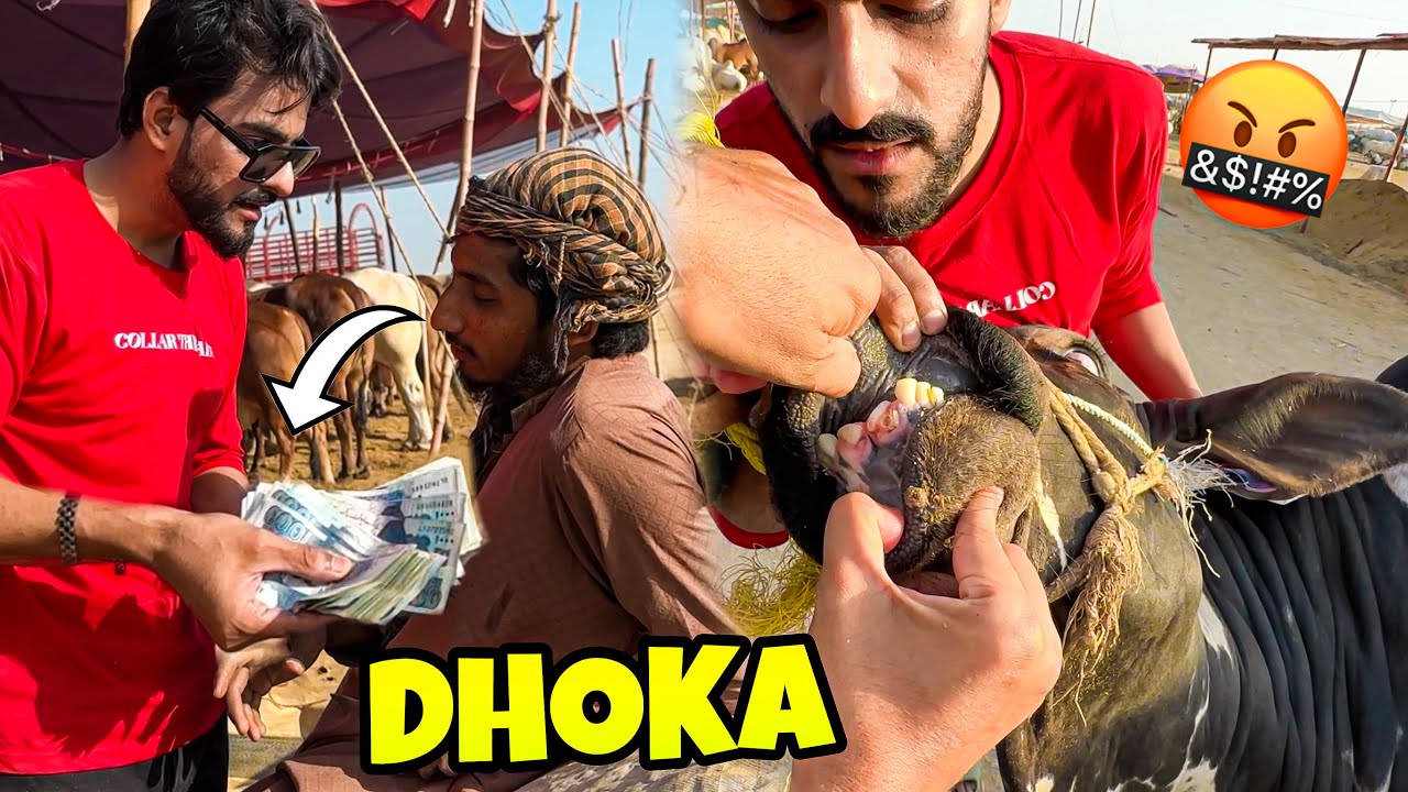 350K KA SODA HOA PAR DHOKA HOGAYA🤬 COW MANDI | MISHKAT KHAN