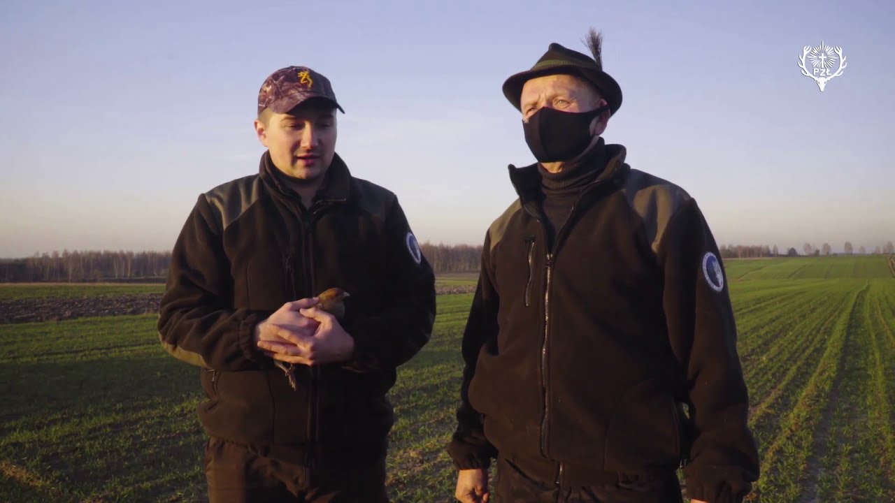 Reintrodukcja kuropatw przez myśliwych