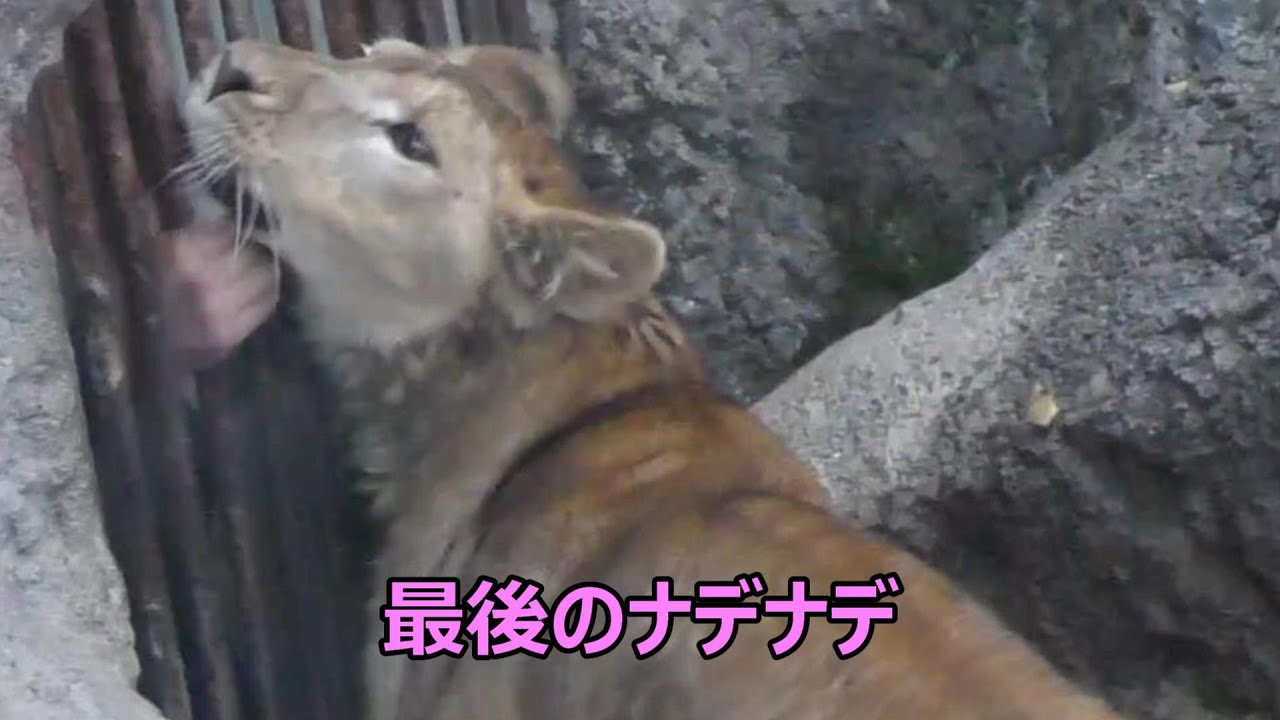 クレイ君（仔ライオン）とべ動物園最後のナデナデ☆彡