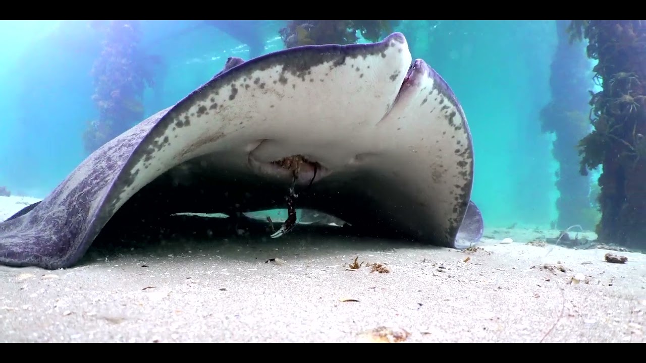 Damaged Sting Rays around Melbourne