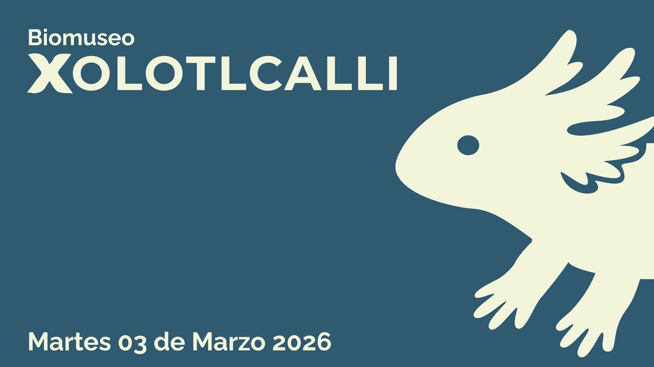 Ajolote Ambystoma Mexicanum, Andersoni y Dumerilii en BioMuseo Xolotlcalli (03 de Marzo de 2026)