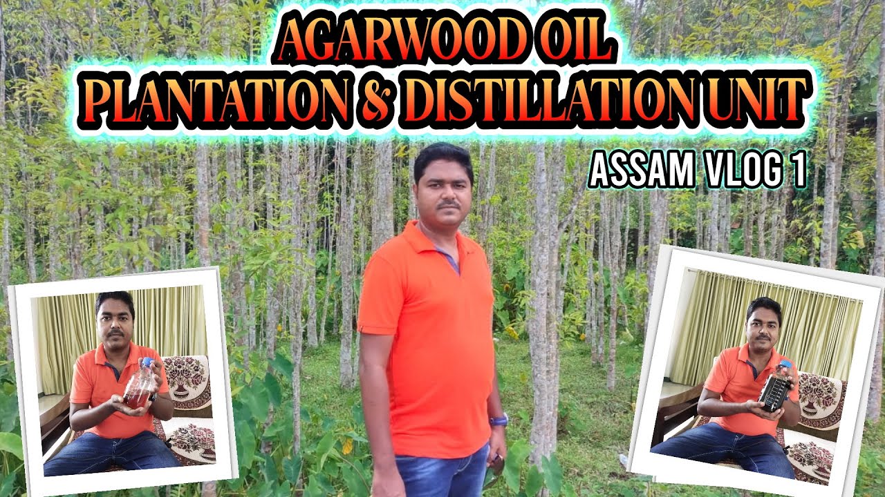 Agarwood Oil Plantation & Distillation Unit.(Assam Vlog 1) #PerfumaxIndia #FragranceWorld