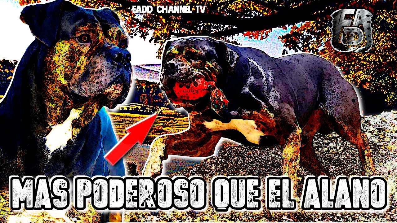 🇪🇸🐶 Dogo Español ► El presa más corpulento de origen alano ✔️