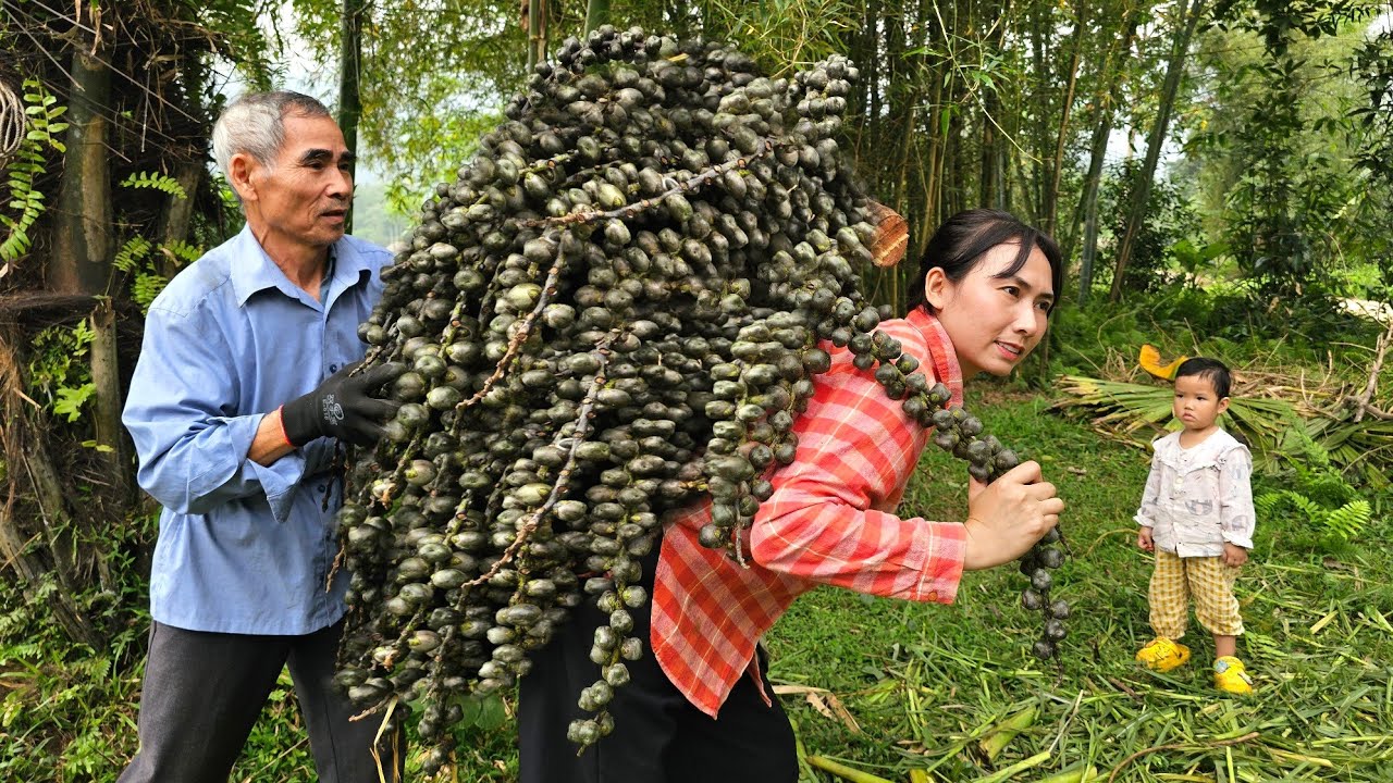 Amazing things: Harvesting medicinal fruits with Grandpa - Cooking nutritious breakfast | Farm Life