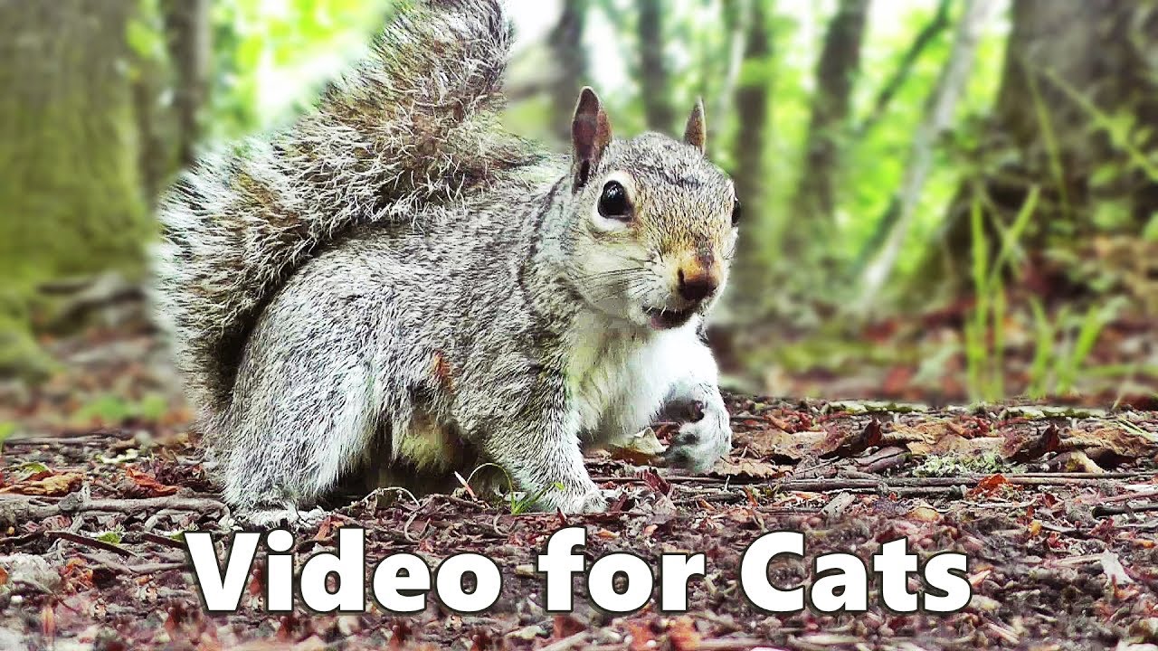 Cat TV - Squirrels and Woodland Birds Spectacular