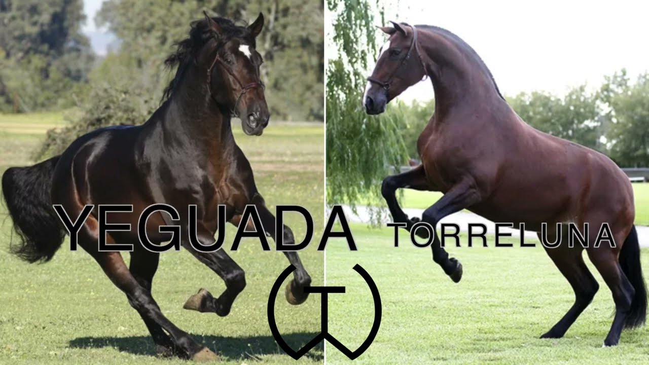 Visita guiada y espectáculo ecuestre en la Finca de la Yeguada Torreluna