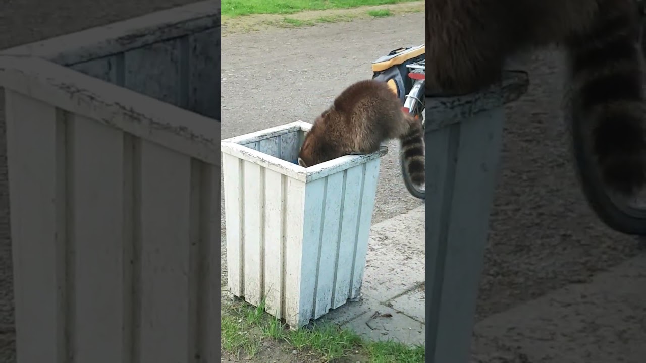 Waschbär in Kassel