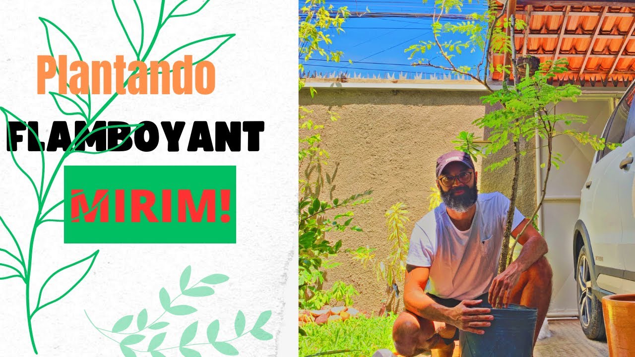 PLANTANDO FLAMBOYANT MIRIM!