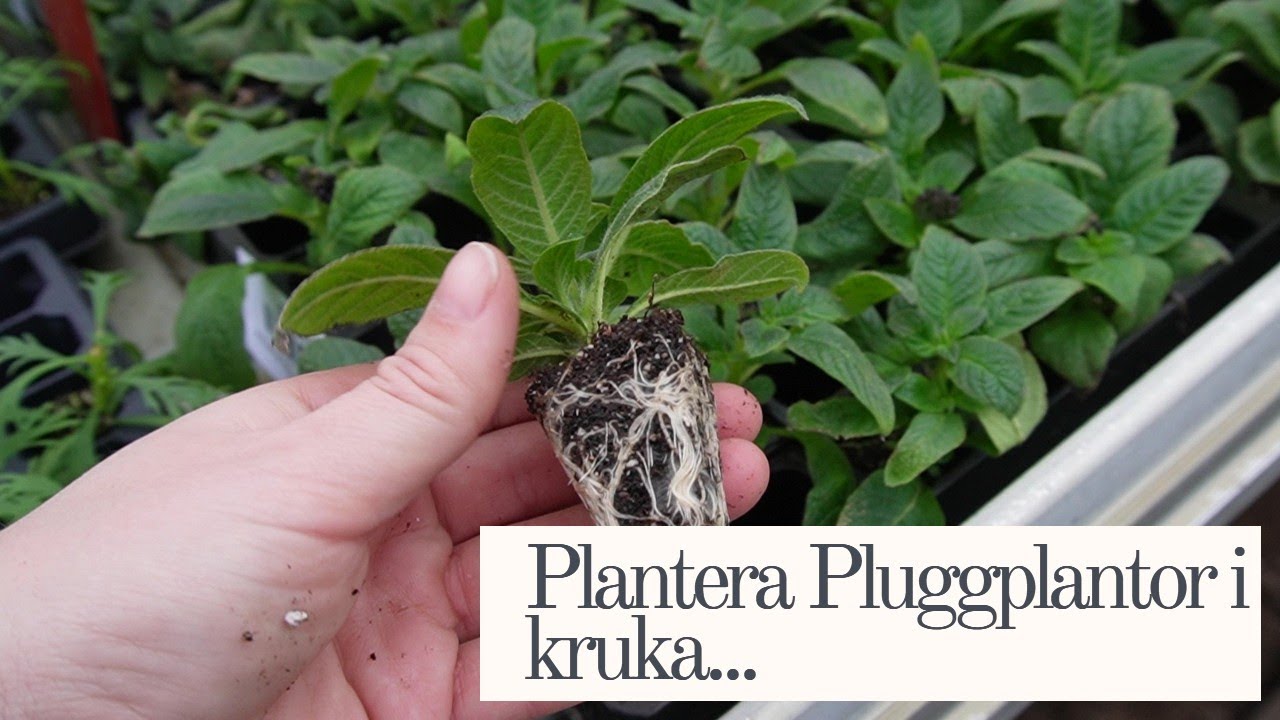 Plantera Pluggplantor i Kruka Med Mig!
