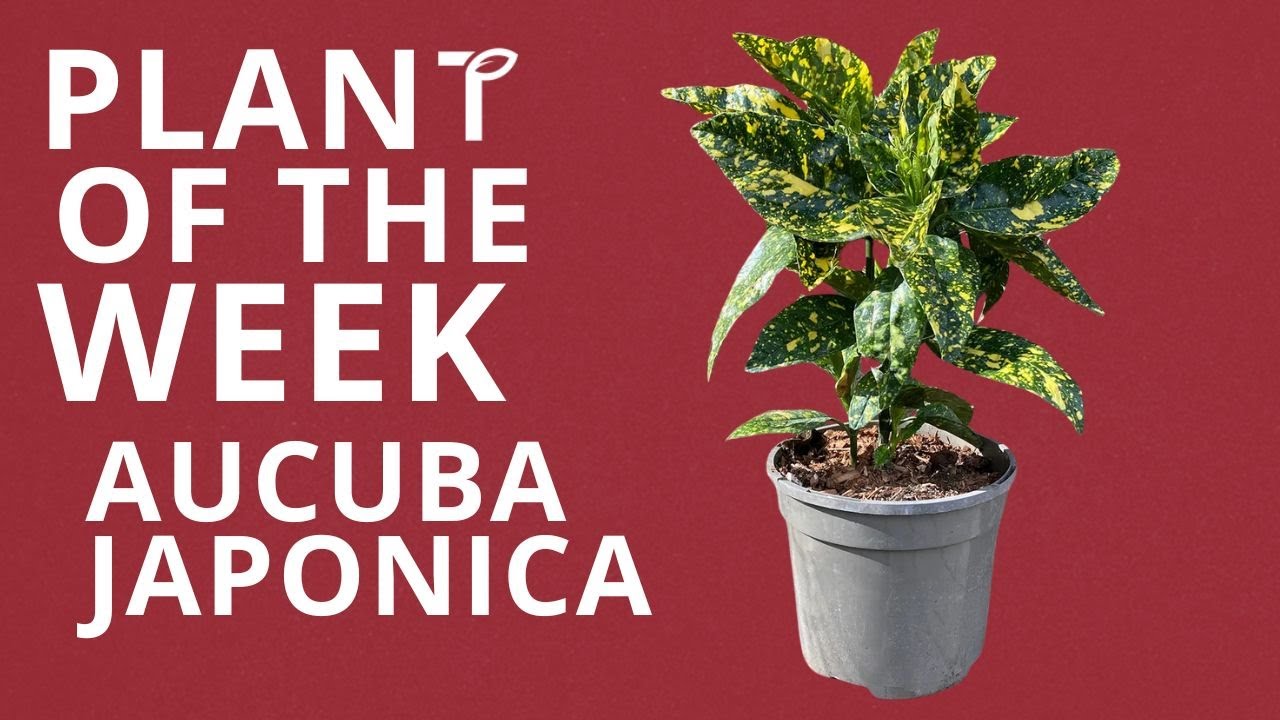 Aucuba japonica (Spotted laurel)