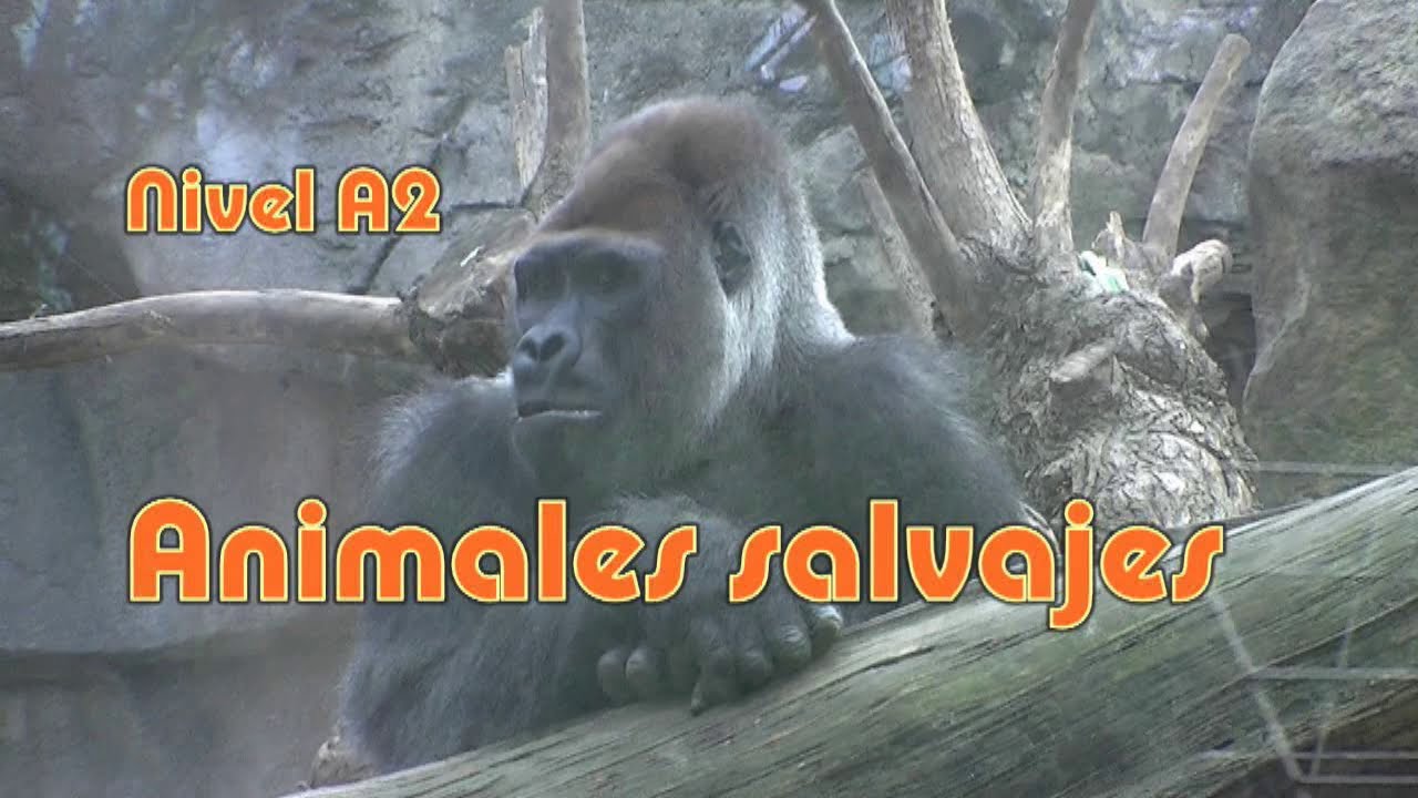 Animales salvajes. Nivel A2