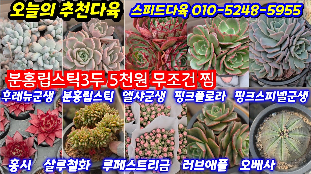 26.3.18🌹분홍립스틱3두 5천원, 묵둥이 후레뉴군생 살루철화 엘샤군생 핑크플로라군생 러브애플군생 핑크스피넬군생 홍시🌹#스피드다육 010-5248-5955 전국택배 유료광고포함 