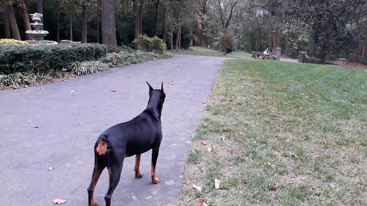 Doberman Guarding Chickens