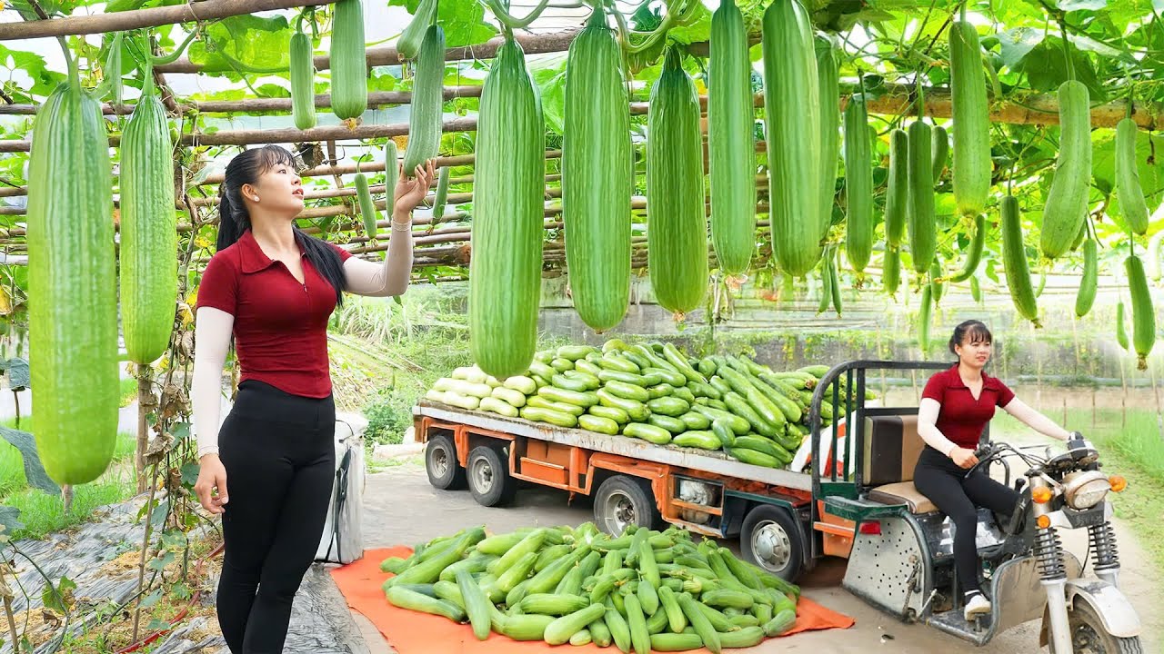 Harvesting 1000 Luffa Gourds - Transporting with 3-Wheeled Truck & Selling at the Market