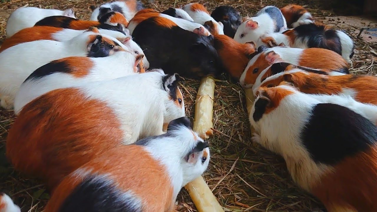 guinea pigs eating asmr, guinea pig family, guinea pig routines, colorful guinea pig 