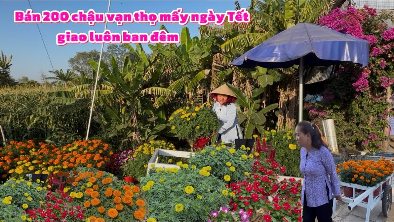 Bán 200 Chậu Vạn Thọ Mấy Ngày Tết Giao Luôn Buổi tối/Tập 92
