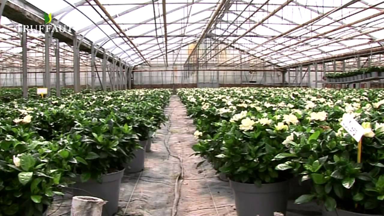 Quel entretien pour le gardénia ? - Truffaut