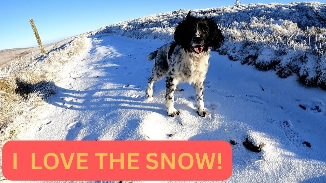 English Springer Spaniels Playing in Deep Snow!  Peak District Winter Adventure