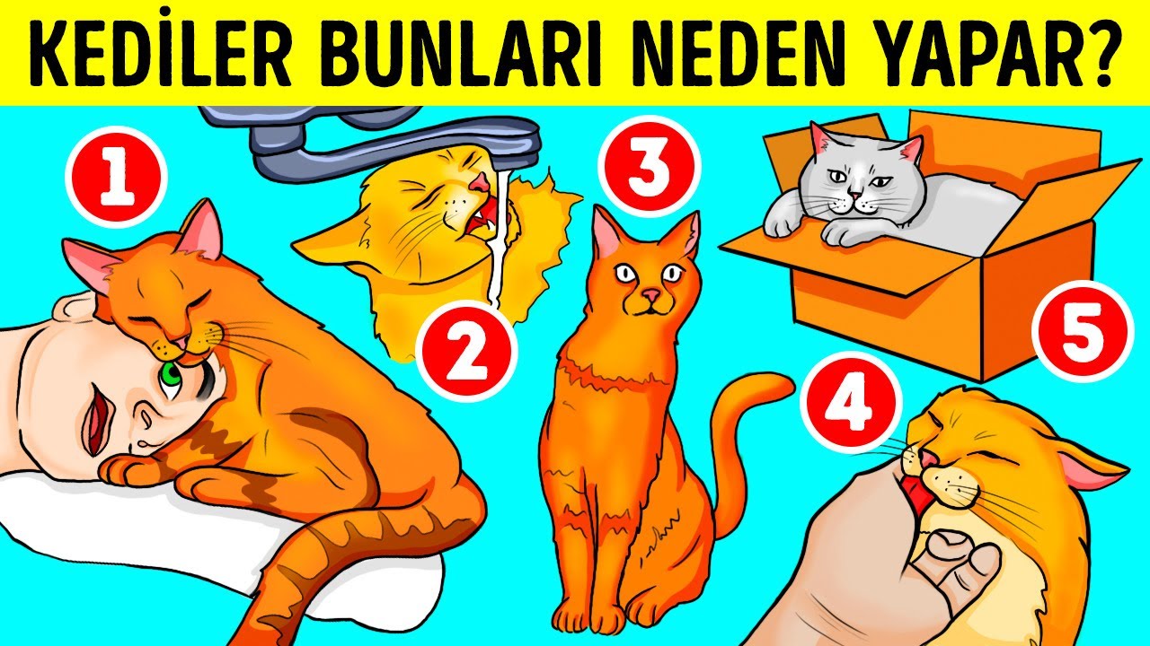Kediler Lavaboları ve Kutuları Neden Çok Sever?