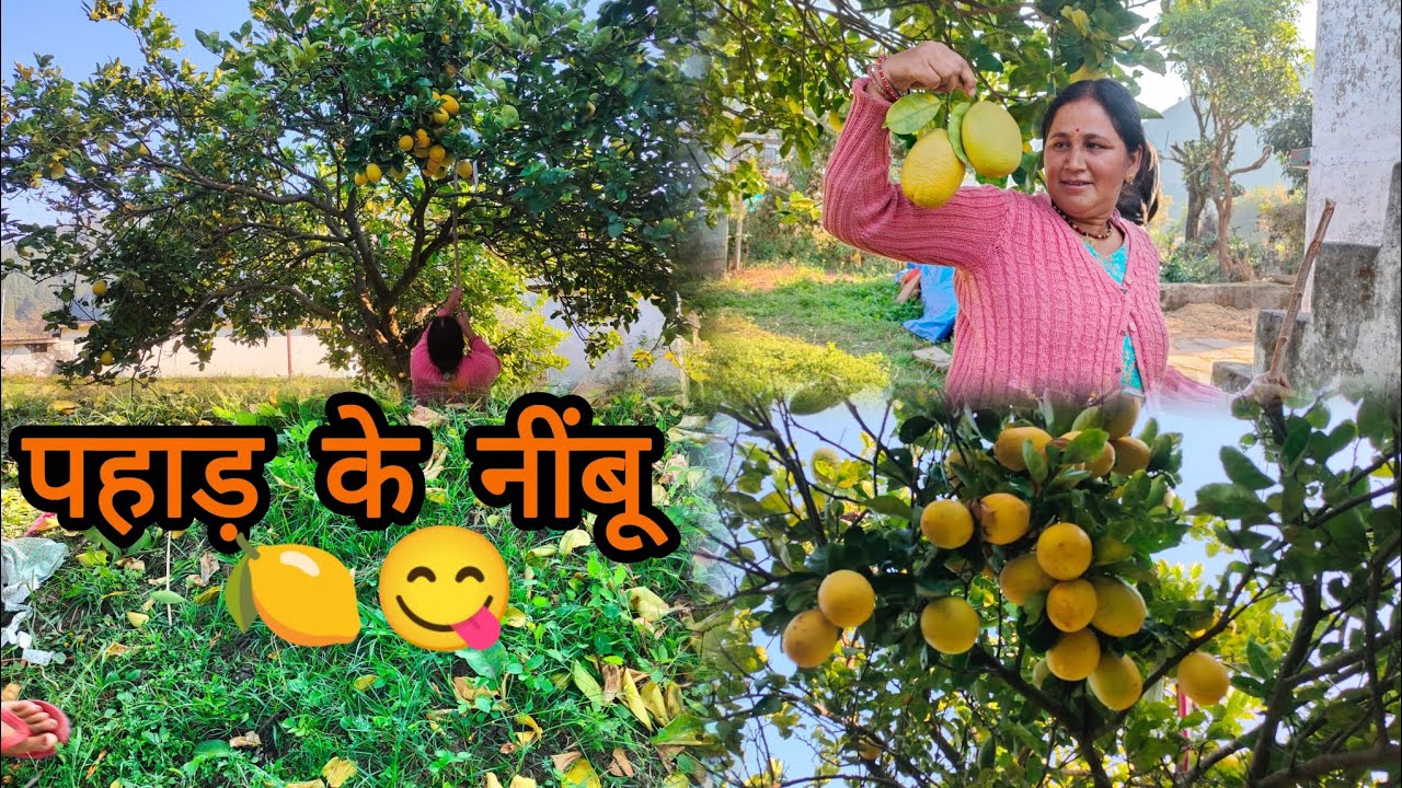 🍋😋