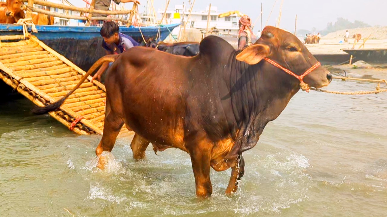 cow video, goru video, cow unloading, cow videos, animal, big cow,  hamba cow, Ep-13