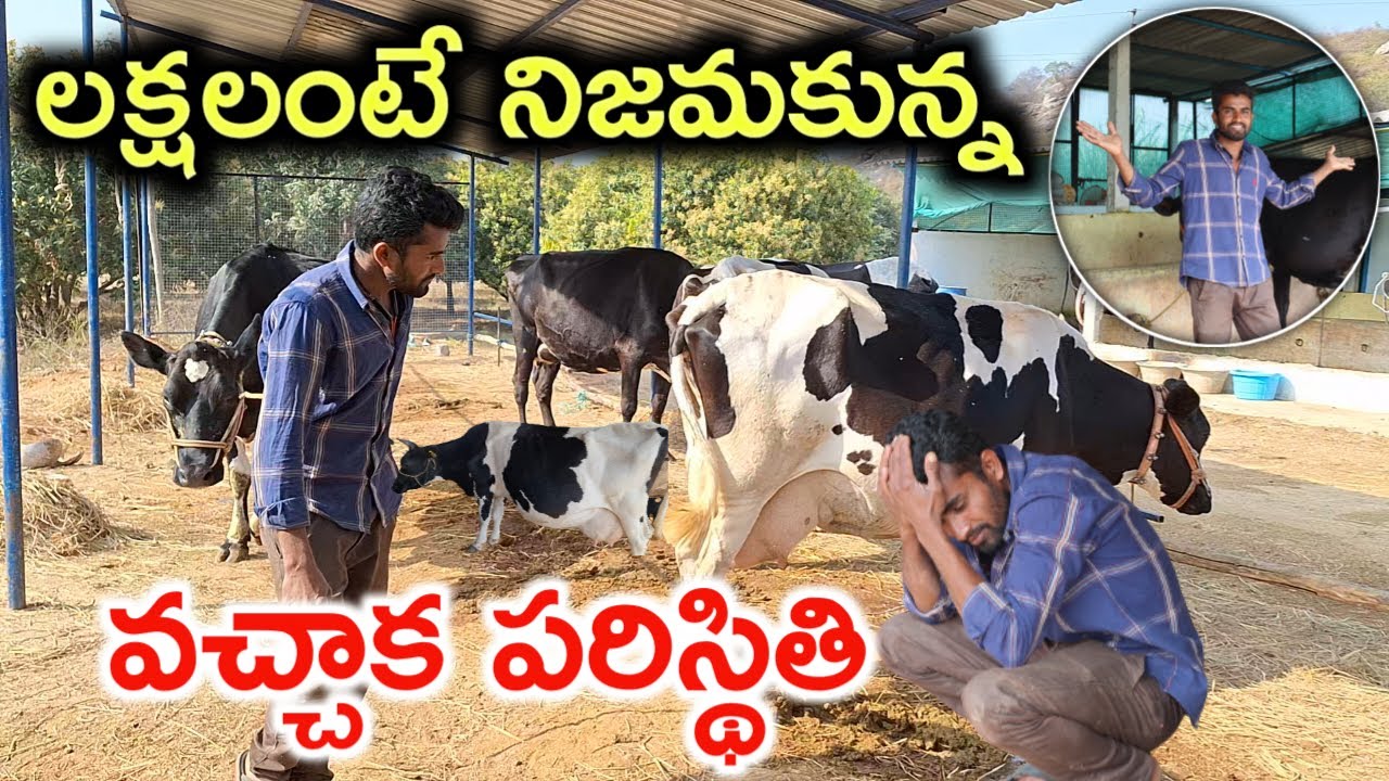 ఊహించినంత ఉండదు Dairy Farm Profit or Loss? 
