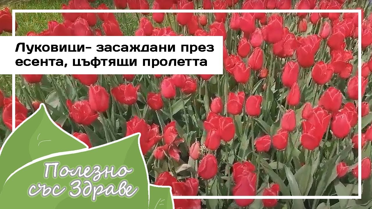 Луковицы - посаженные осенью, цветут весной