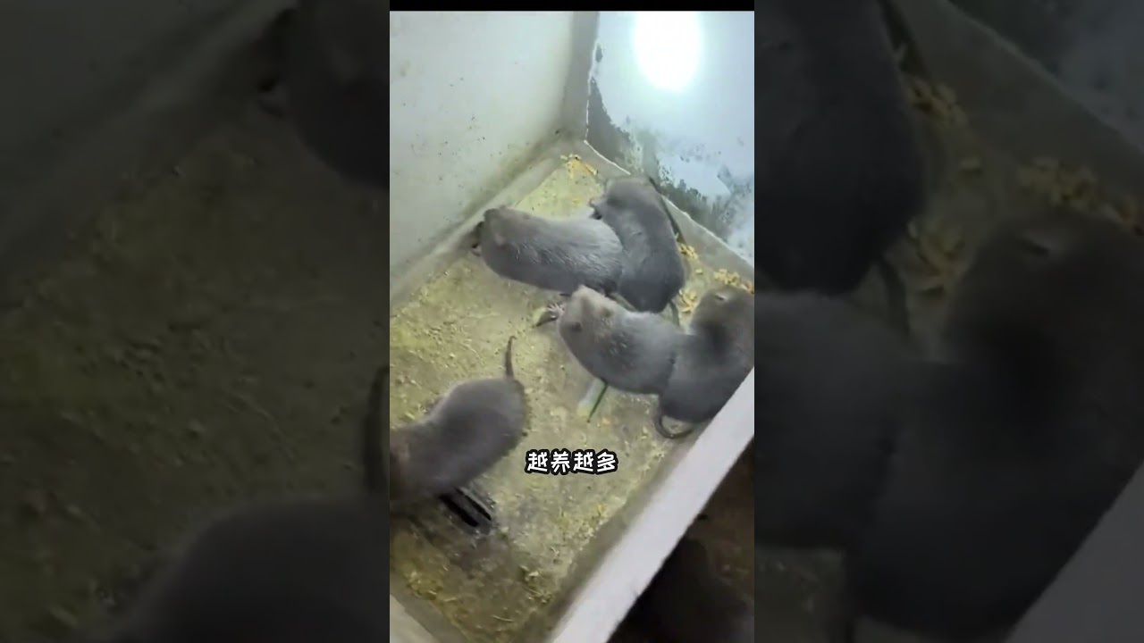 开始就想养两只小猪鼠玩玩，谁知道一发不可收拾#竹鼠养殖 #三农养殖 #动物的迷惑行为