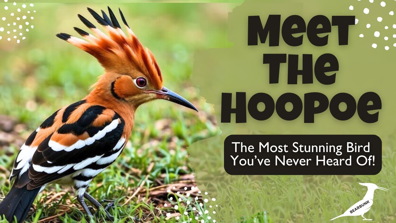 Meet the Hoopoe &ndash; The Most Stunning Bird You&rsquo;ve Never Heard Of!