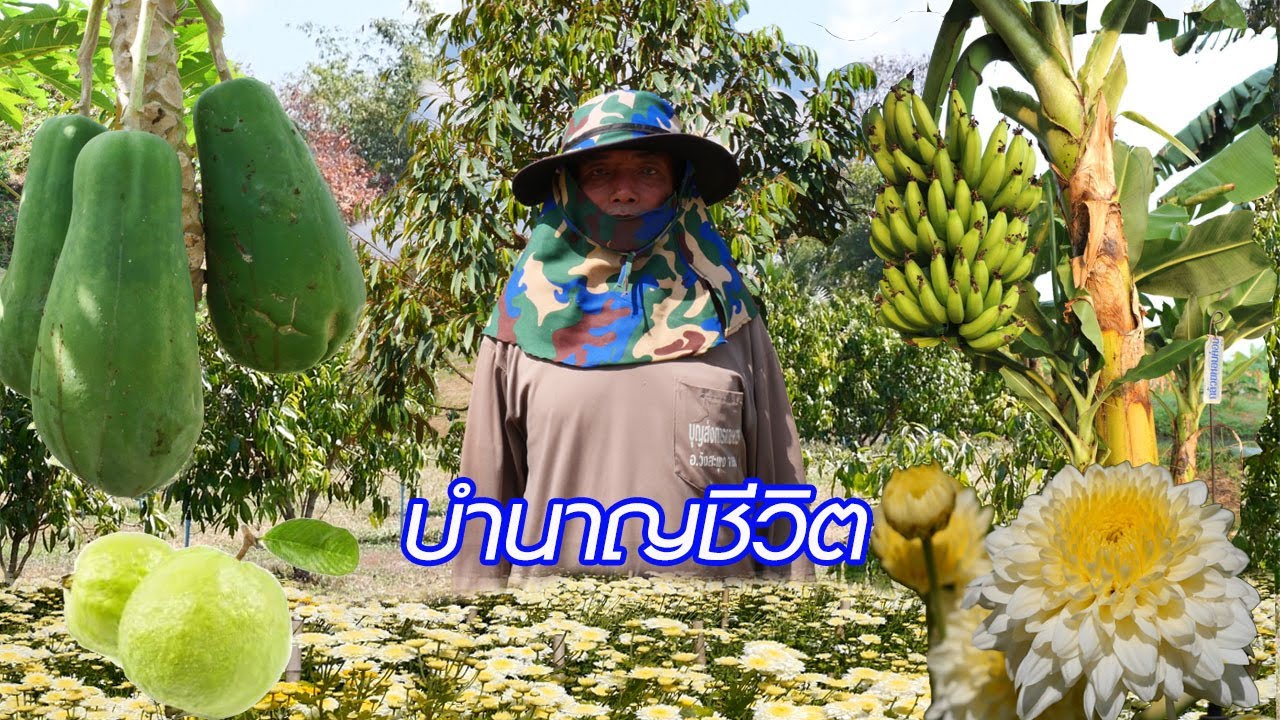 สวนผสมผสาน..บำนาญชีวิต
