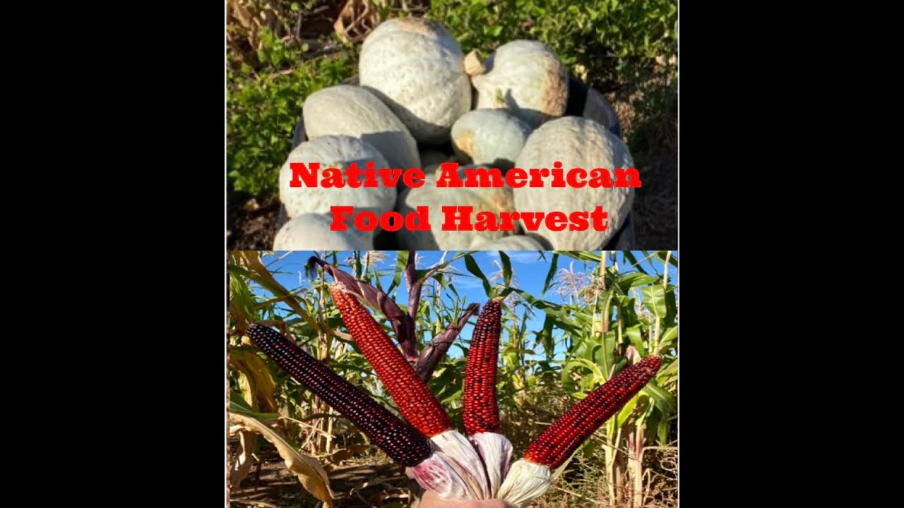 Harvesting Native American Food Crops. 9/20/2024.   #nativeamerican #organicfarming #corn