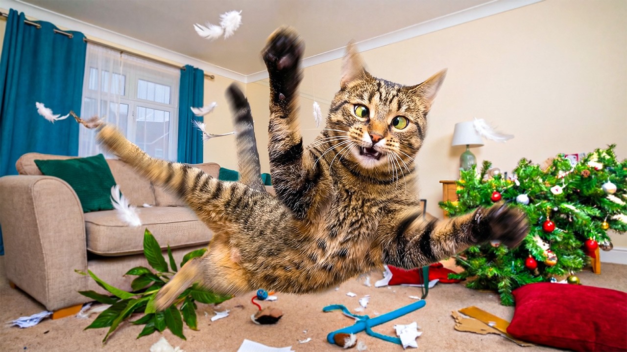 CRAZIEST CAT Videos You’ll Ever Watch | FUNNY ANIMAL VIDEOS