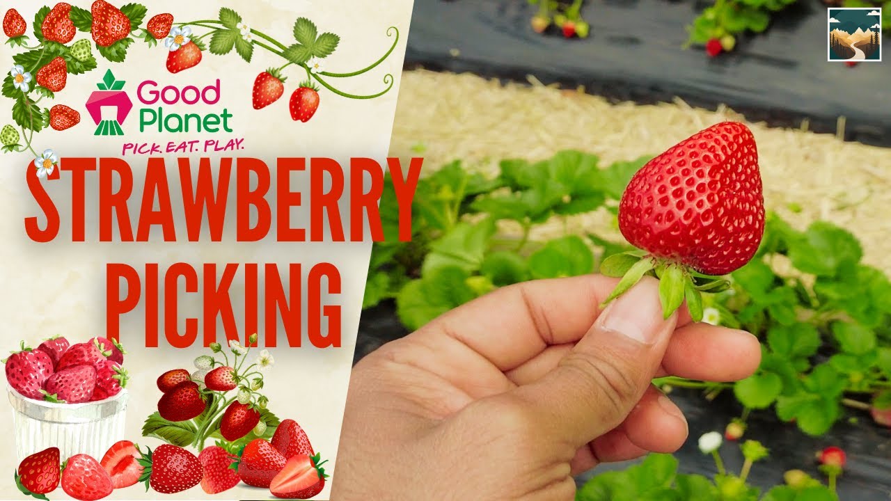 Exploring Good Planet Strawberry Farm in Riverhead, New Zealand!