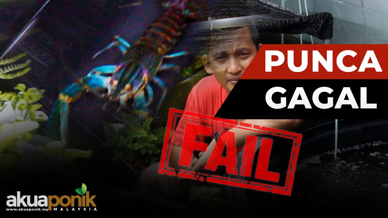 5 Kesilapan Punca GAGAL Dalam Ternakan Lobster | Udang Kara Air Tawar