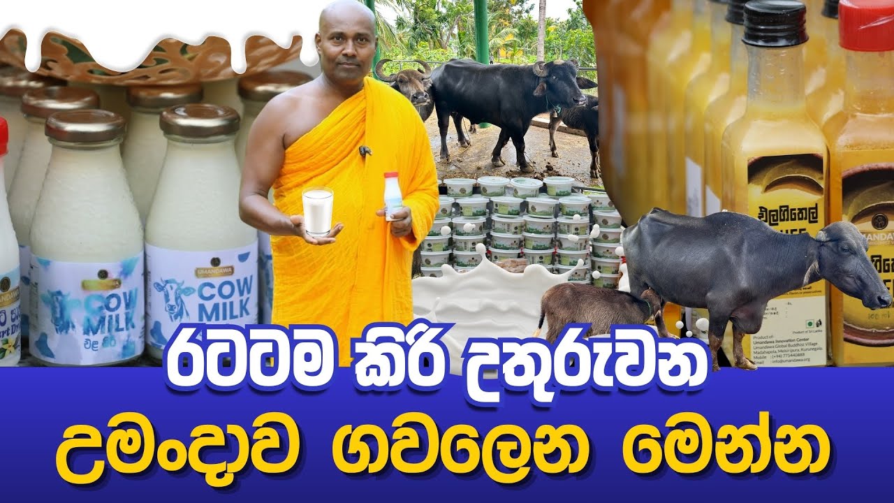 රටටම කිරි උතුරුවන උමංදාව ගවලෙන