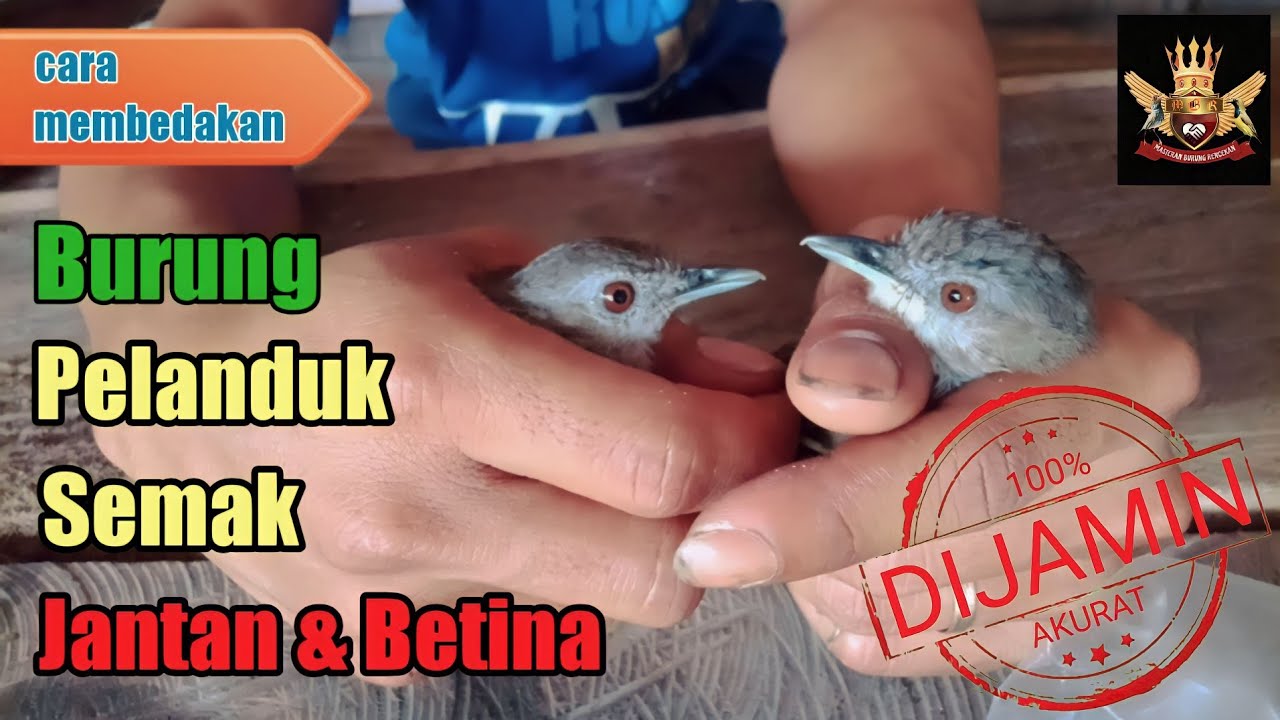 cara membedakan pelanduk semak jantan dan betina