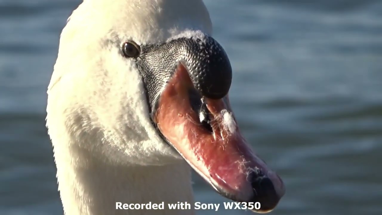 Sony DSC-WX350 in 2023. The perfect pocket camera.