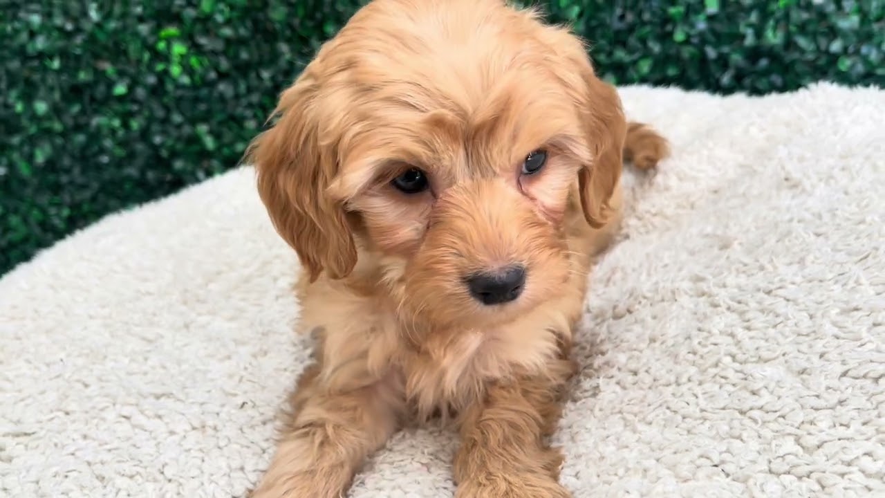 Max F1B mini Goldendoodle 
