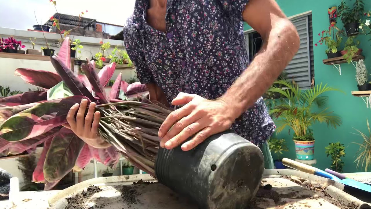 Maranta Tricolor Sanguínea - como multiplicar, reproduzir e tirar mudas!