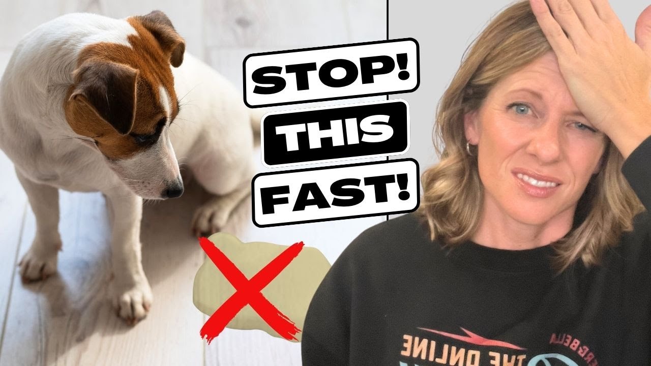 Five Things You NEED to Know to Keep Your Puppy From Peeing In the House! 🐾