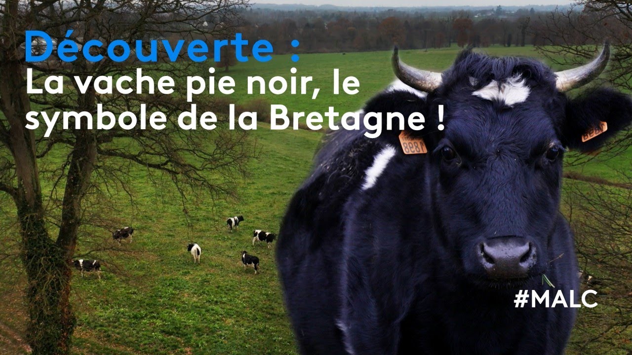 D&eacute;couverte : la vache pie noir, le symbole de la Bretagne !