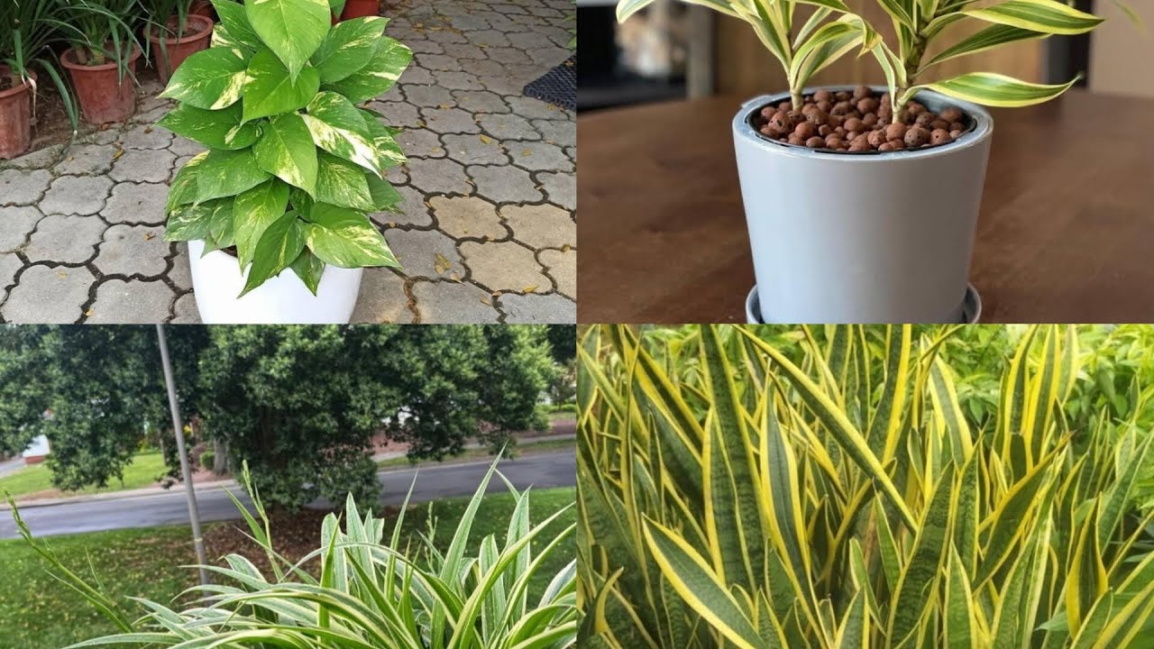 Best Indoor plants l Best Indoor plants for Decoration l Best Indoor plants for Clean Air