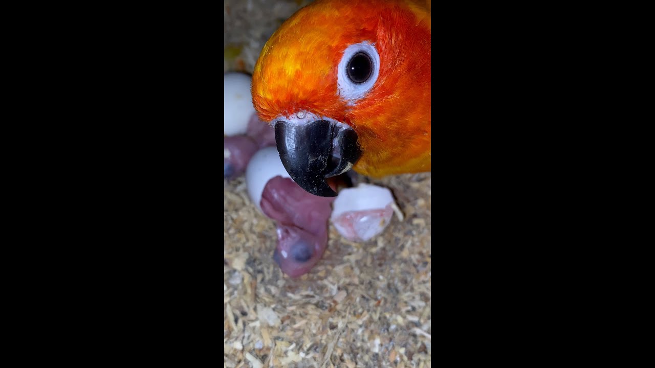 Sun Conure egg Hatching