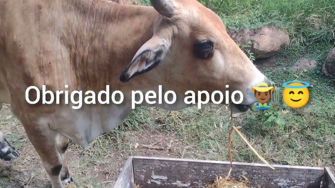 Abrindo a silagem ensacada de capim com cana sem inoculante!