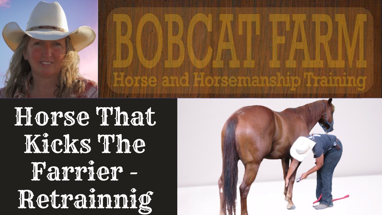 Horse That Kicks The Farrier - Retraining