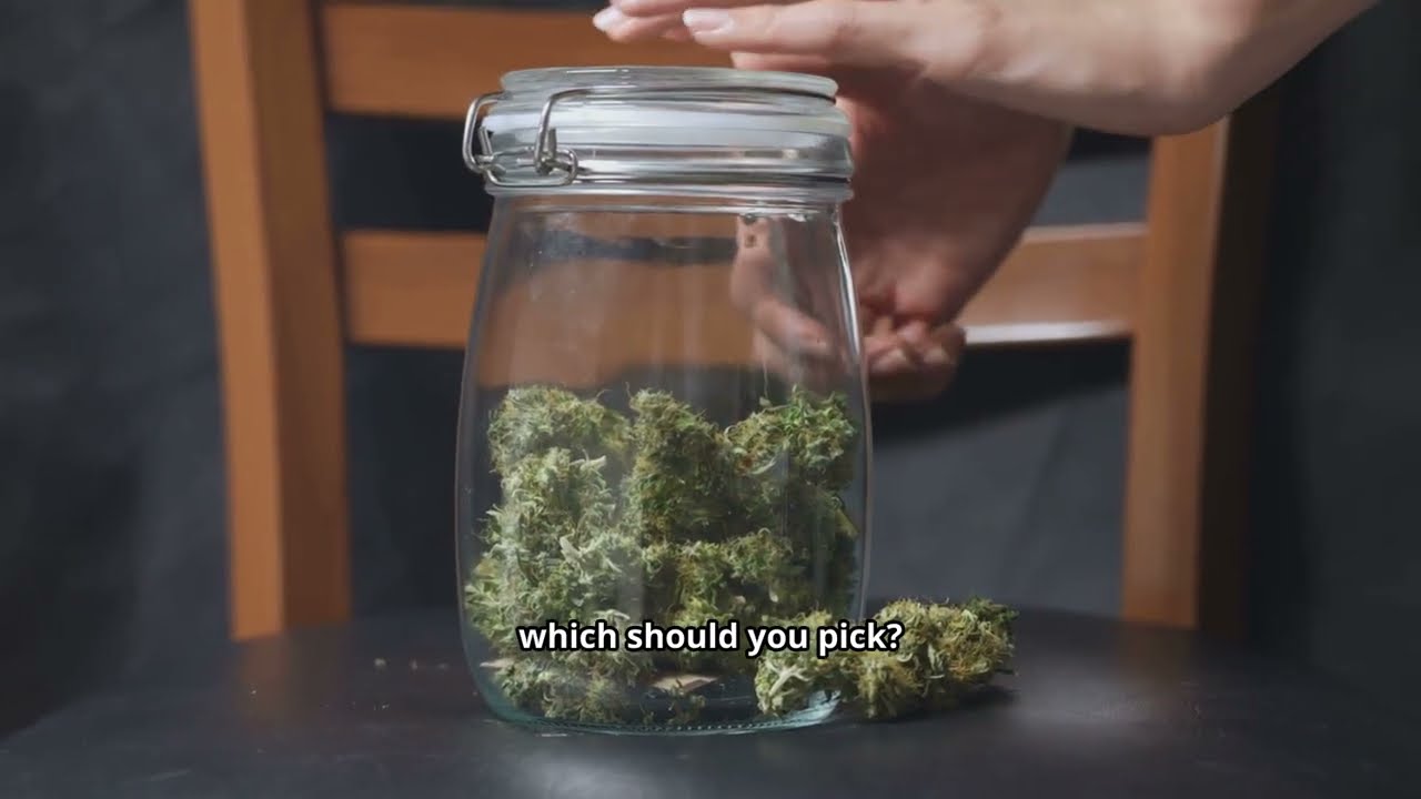 White Widow vs White Rhino