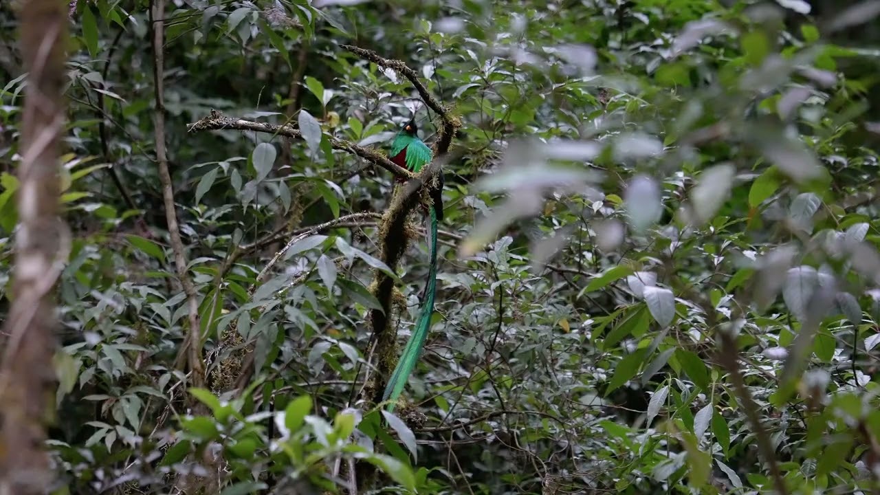 Resplendent Quetzal